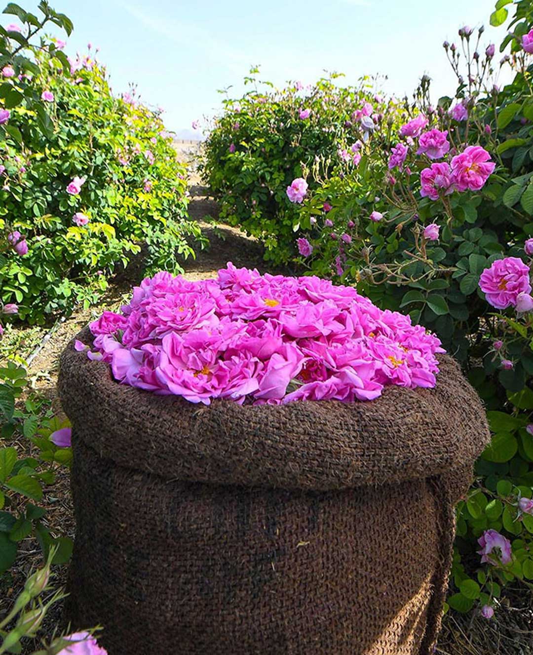 Taif